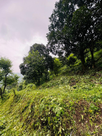 2-bigha-land-for-sale-near-dehradun-airport-big-0